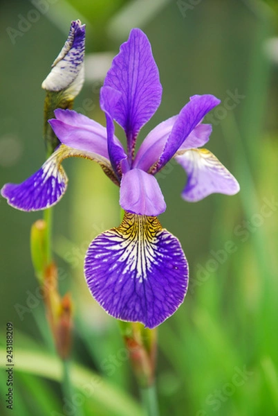 Obraz iris flower in garden
