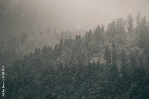 Obraz dark moody winter forest