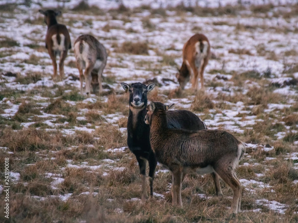 Obraz mouflon herd in winter