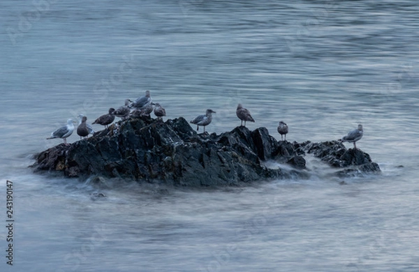 Obraz Seagulls on Rock