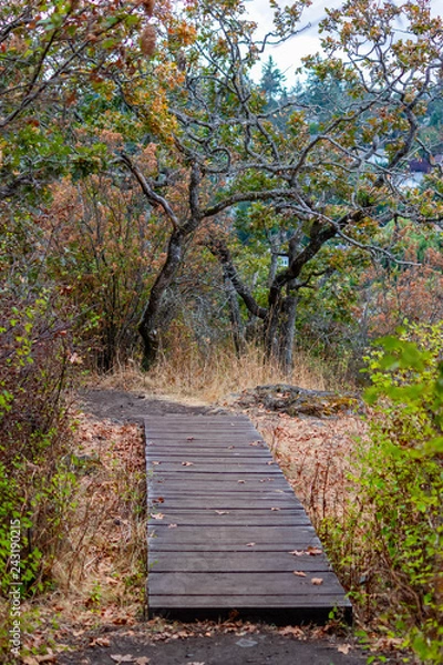 Obraz Forest Trail