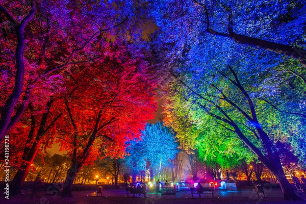 Obraz rozświetlony las