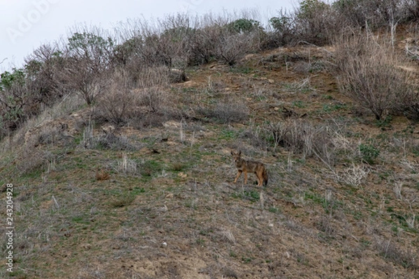 Obraz coyote on hill