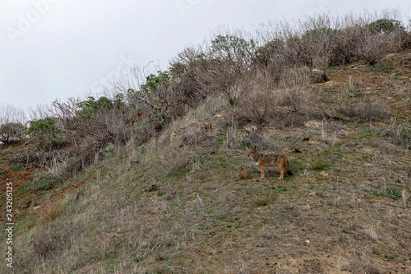 Obraz coyote on hill