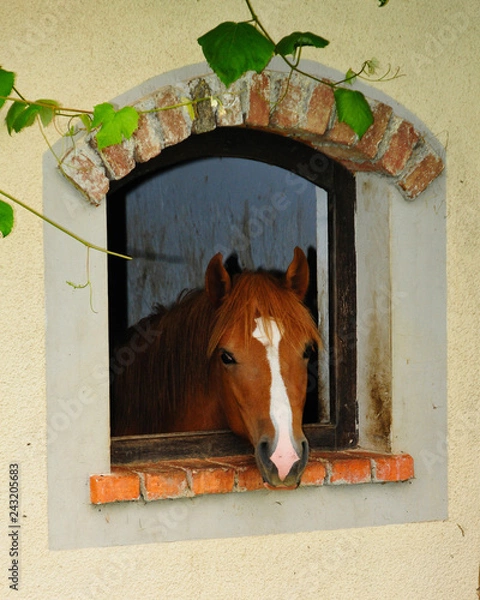 Fototapeta Red and brown horse looking through window