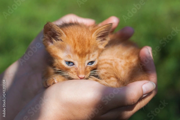 Fototapeta Newborn red kitten in carrying hands in sunlight