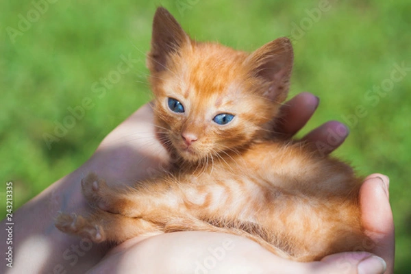 Fototapeta Newborn red kitten in carrying hands in sunlight