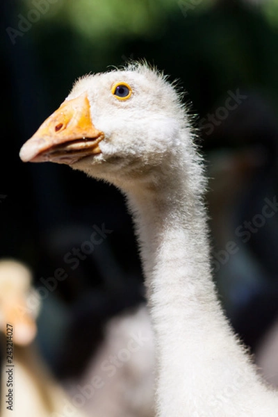 Fototapeta Close-up of the head of white goose on a farm at sunny day