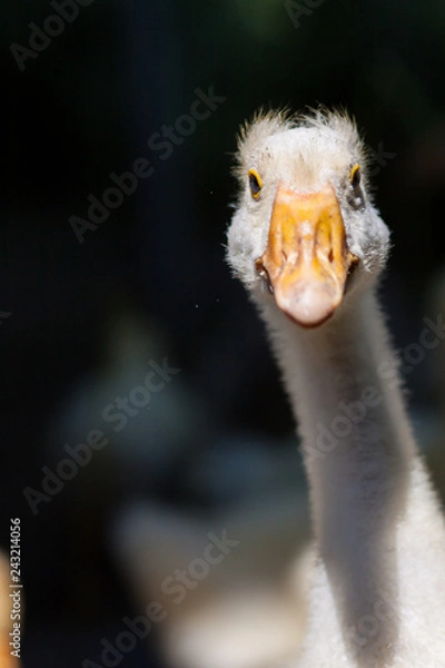 Fototapeta Close-up of the head of white goose on a farm at sunny day