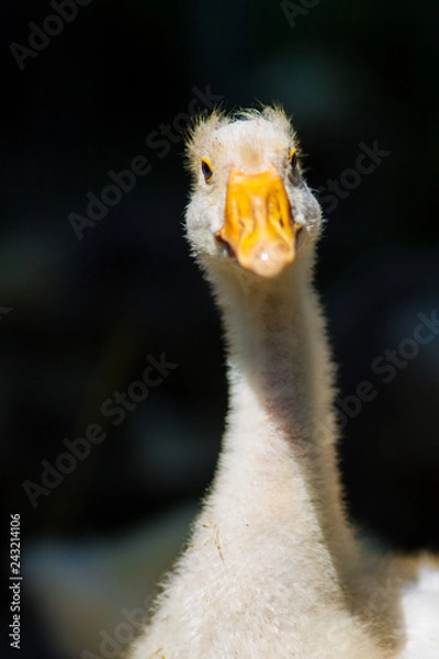 Fototapeta Close-up of the head of white goose on a farm at sunny day