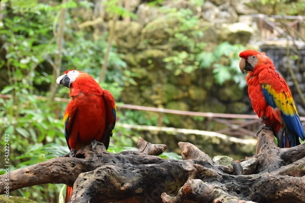 Fototapeta Guacamaya