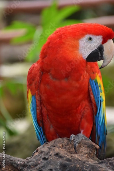 Fototapeta Guacamaya