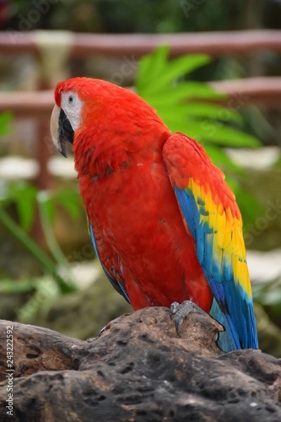 Fototapeta Guacamaya