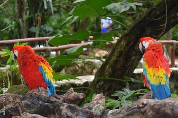 Fototapeta Guacamaya