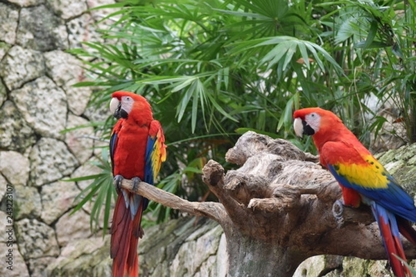 Fototapeta Guacamaya