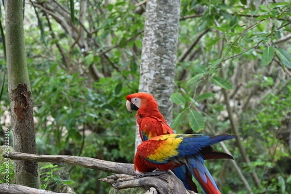 Fototapeta Guacamaya