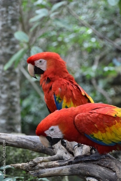 Fototapeta Guacamaya