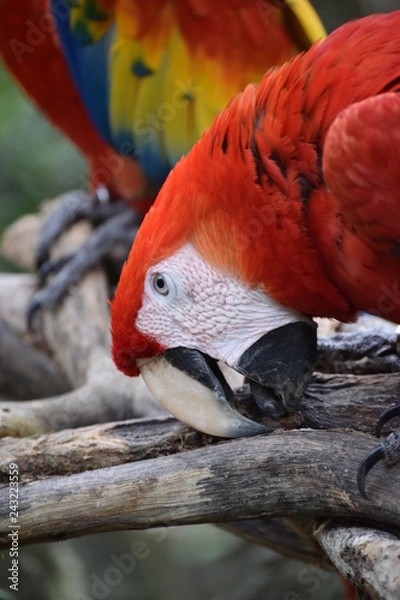 Fototapeta Guacamaya