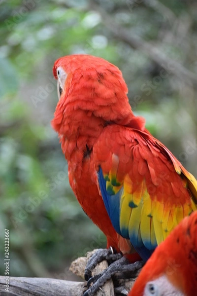 Fototapeta Guacamaya