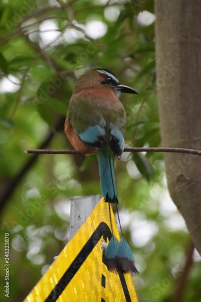 Fototapeta Momotidae