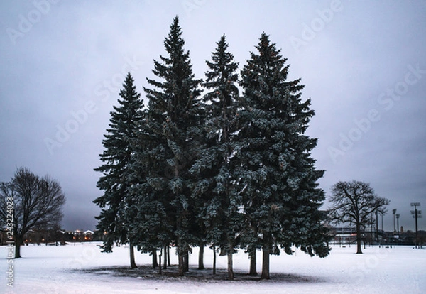 Obraz trees in winter