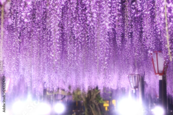 Fototapeta 長藤ライトアップ