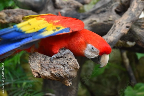 Fototapeta Guacamaya