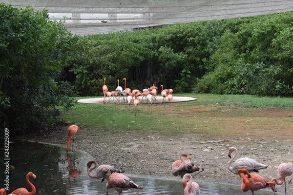 Fototapeta Flamencos