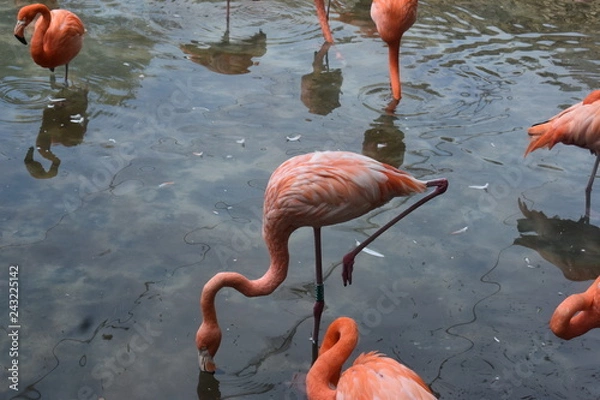 Fototapeta Flamencos
