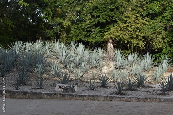 Fototapeta Agave