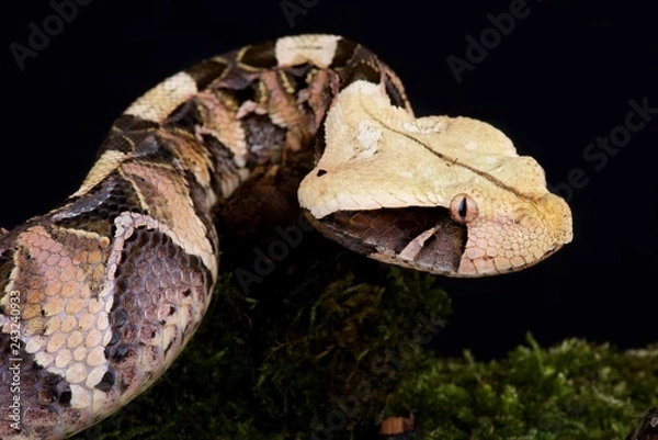 Fototapeta Gaboon viper (Bitis gabonica gabonica)