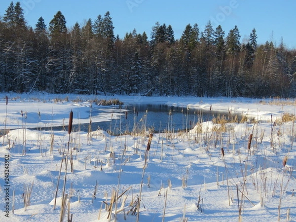 Fototapeta зима, снег, деревья, лес, солнечный день, река, камыши
