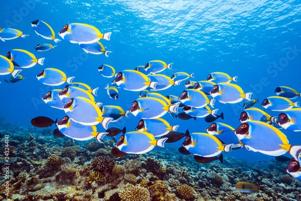 Obraz School of Powderblue Surgeonfish