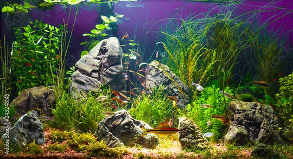 Obraz Large planted tropical fresh water aquarium with small fishes in interior