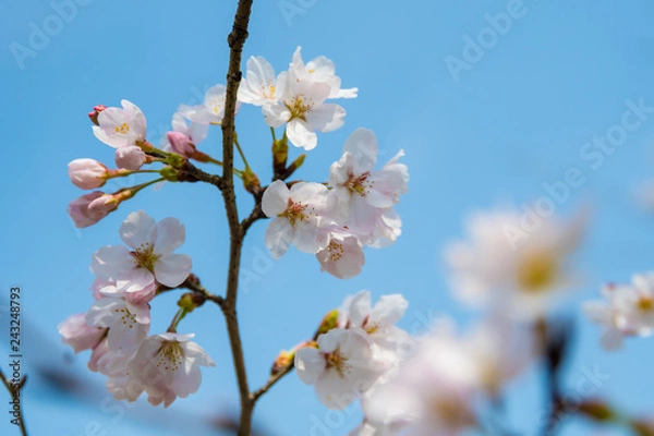 Fototapeta 月崎駅の桜の花