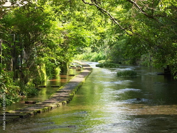 Fototapeta 湧水流れる源兵衛川