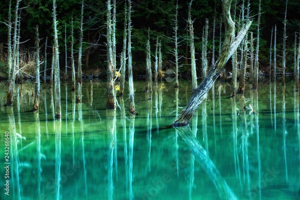 Fototapeta Reflection