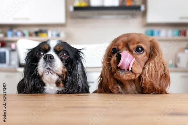 Fototapeta Two dogs behind the table