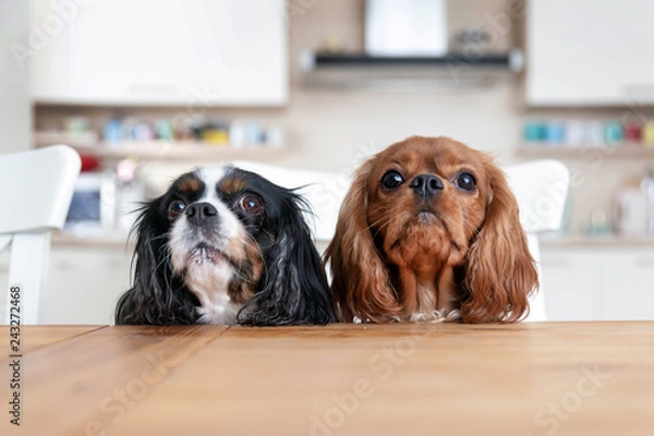 Obraz Two dogs behind the table