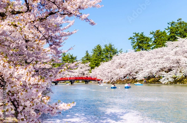 Obraz 弘前公園の桜