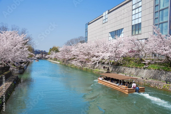 Obraz 京都　岡崎桜回廊　十石舟めぐり