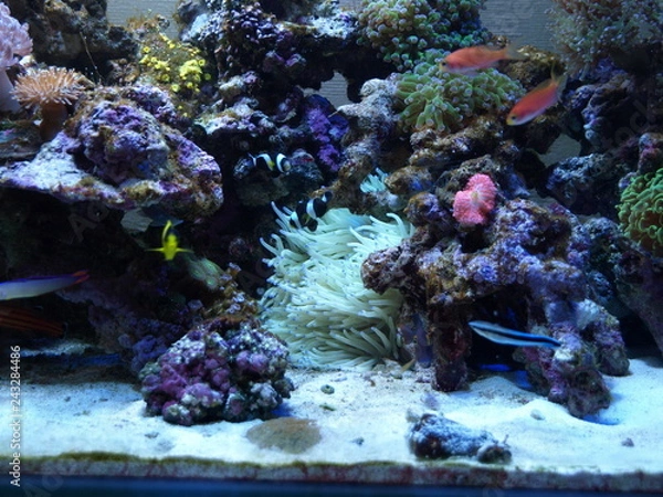 Fototapeta 海水魚飼育