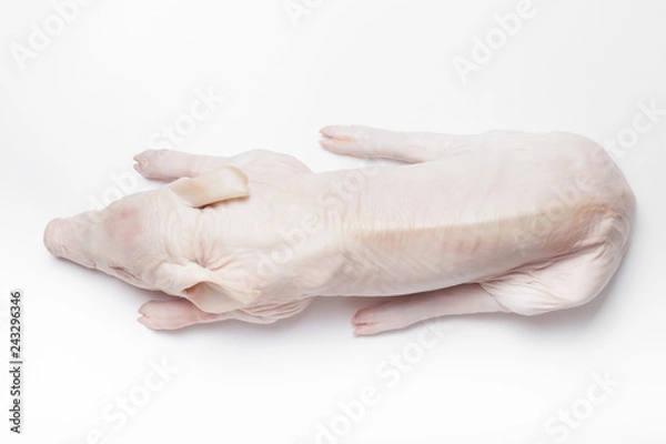 Obraz Raw suckling pig on a light background