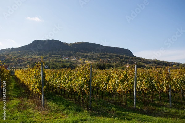 Obraz vineyard in autumn