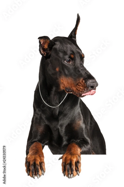 Obraz Doberman isolated on white background