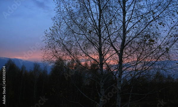 Fototapeta sunset in the forest