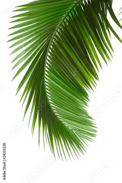Fototapeta Green palm tree