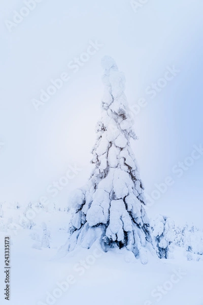 Obraz Snowy tree Finland