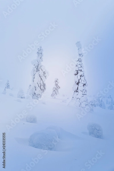 Obraz Snowy trees Lapland