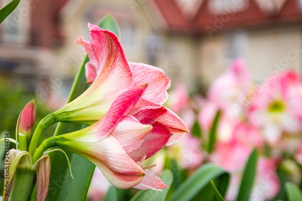 Fototapeta Lilly Closeup